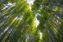 Under the bamboo canopy