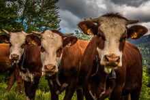 Curious cows