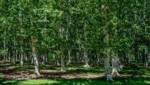 Sunlight falls among the plane trees