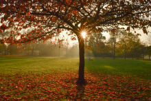 Autumn park at sunset