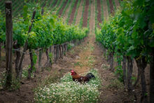 Among the vines